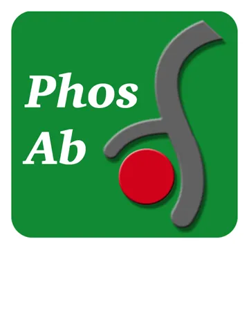 β-Catenin Tyr-142)[γ-Catenin (Tyr-133)], phospho-specific Antibody